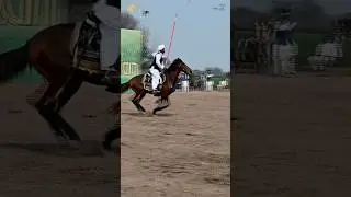 #sultan #sultanhorse #international #nezabazi #tentpegging #fun #equestrian #rider #club #horse &hearts;️
