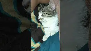 kinni thand hogi 🥶😂😅 #funny #frozen #cute #toys #trending #shorts #cat