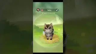 How to get a Tabby Cat for FREE on Sword of Justice
