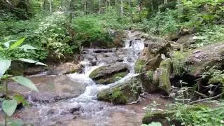 Woodland Stream, Pretty River Valley Provincial Park