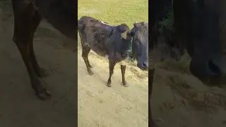 Gaumata #January 05, 2025
