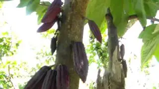 Trinitario Cocoa tree