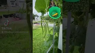 Pole beans vs. bush beans. #organicgardening #homestead #gardening #zone6 #garden #beans