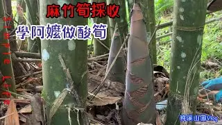 採收五大隻麻竹筍!學阿嬤古法,作一甕有機酸筍Bamboo Shoots!