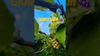 Grapes season 🍇#farming #travel #god #nature #nandi #bangalore #karnataka #youtube #shorts #fyp