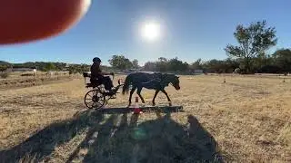 Beautiful Oliver Carriage Driving