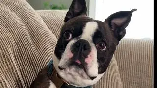 Being a PUPFLUENCER is Hard Work