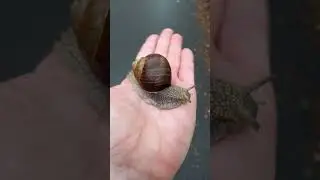 Виноградная улитка. A Burgundy snail