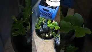 Fig Pop Update 3/10/2025