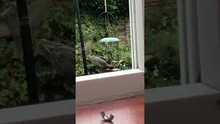 Cute birds share delicious food