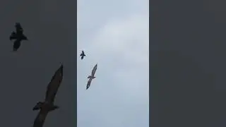 MELHOR V&Iacute;DEO DE REFLEX&Atilde;O DE TODOS OS TEMPOS