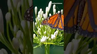 5 surprising Monarch butterfly facts #Butterfly #ButterflyFacts #Shorts#Nature#Migration #Entomology