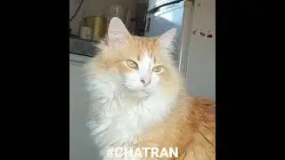 #cat #chatran #lion #wildlife