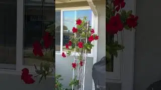 Beautiful blooming red Mandevilla vine from my mom&rsquo;s neighborhood!
