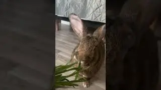 ✨Crisp✨#kanin #rabbit #flemisgiant #bunny #bunnylover #animallovers #rabbitsofinstagram #bunnyrabb