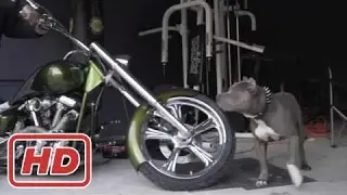 Bulletproofpitbulls the ultimate canine companion diet training exercise muscle