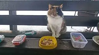 Две Проголодавшиеся Подруги / Two Hungry Friends 🔥