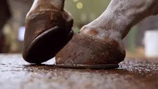 Deckled Edge Equestrian Cards Promo.