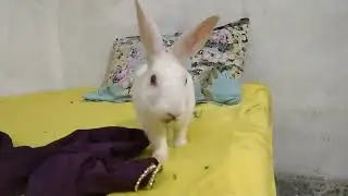 #cute Animal Eating Plaing