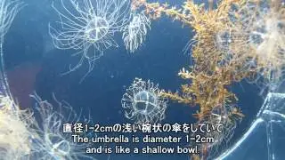 KAGINOTEKURAGE Gonionemus vertens カギノテクラゲ【加茂水族館】