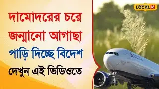 Bangla News | দামোদরের চরে জন্মানো আগাছা দিচ্ছে বিদেশ পাড়ি  |  Export To America |   #local18