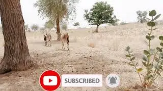Donkey meeting video
