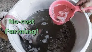 JADAM Microbial Solution | FREE and EASY JMS