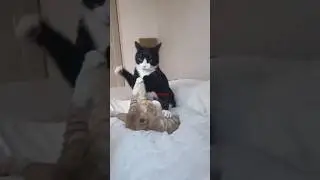 Cats knows karate