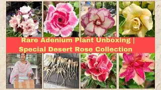 🌺 Rare Adenium Plant Unboxing | Special Desert Rose Collection#adenium #unboxing