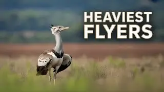 Why This Bird Is The Strongest On Earth