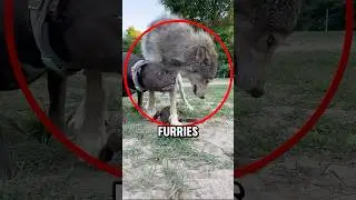 Bulldog vs timber wolf 👀