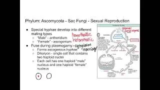 Fungi - Ascomycota