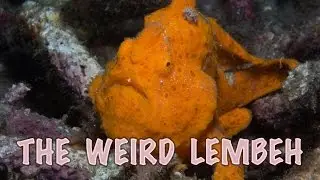 Lembeh, the weird and wonderful