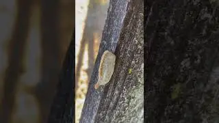 Do NOT Touch!! Southern Flannel Moth Caterpillar 🐛 . . #dangerous #bugs #poisonous