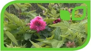 Die Lachshimbeere - Rubus spectabilis