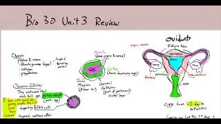 Biology 30   reproductive system review unit 3