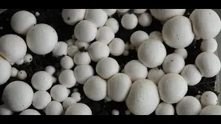 #Cultivation of #White #Button #Mushroom #DMRSOLAN #dmr #solan #ICAR_DMR_Solan