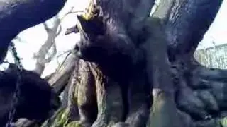 fallen branch of the chained oak at alton towers