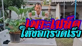 เพาะเมล็ดผักให้งอกรวดเร็วง่ายมาก