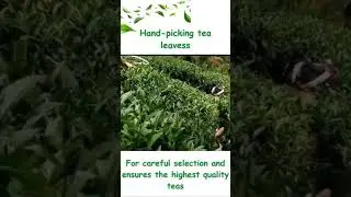 Hand-picking tea leaves #youtubeshorts #shortvideo #shorts