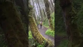 ⬇️ Have you heard of this hike before? Fern Canyon in Northern California is a must-see for nature
