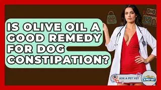 Is Olive Oil A Good Remedy For Dog Constipation? - Ask A Pet Vet