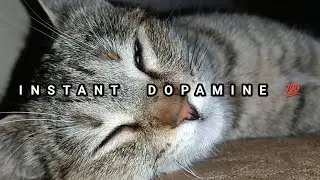 CATS - The Ultimate source of Dopamine #dopamine #cats  