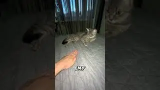 Cat Surprises Owner With Coin Trick #shorts