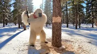 Yeti Vlog #5 - Yeti Builds a Cozy Forest Home