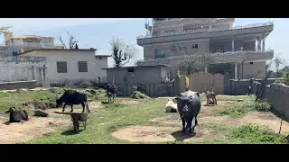 Pakistan Village | Kaladab | Kashmir