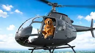 Dog pilot #video #viral #viralvideo #funny #smile #baby 
