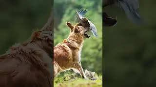 A hawk flew towards a kitten, the brave dog chased it away and saved the kitten #rescue #cat #dog