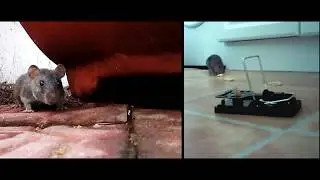Inoculand Pest Control Services &middot; Inoculand Ltd Pest Control