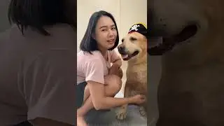 Dog Thinks He's A Baby#dog#golden #funny #entertainment#jokes#laugh #fun #doggo #reaction